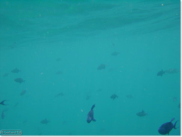 fische_222.jpg