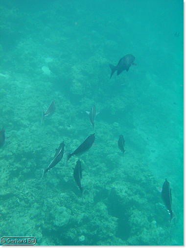 fische_225.jpg