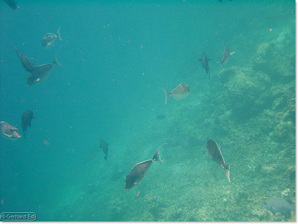 fische_229.jpg