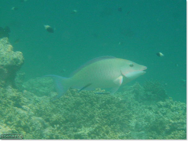 fische_241.jpg