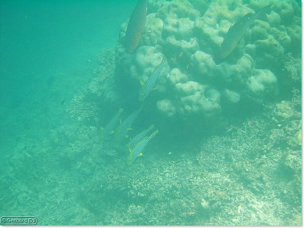 fische_248.jpg