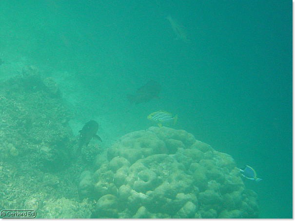 fische_250.jpg