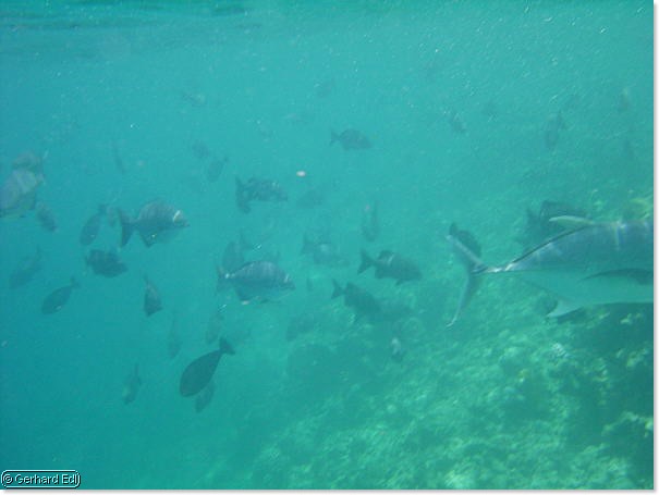 fische_251.jpg