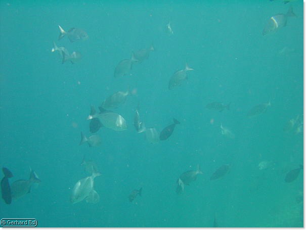 fische_252.jpg
