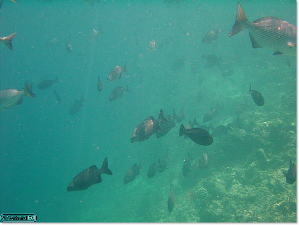 fische_253.jpg