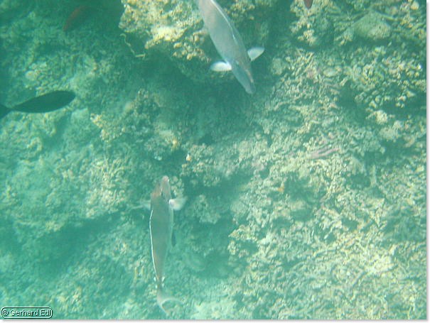 fische_254.jpg