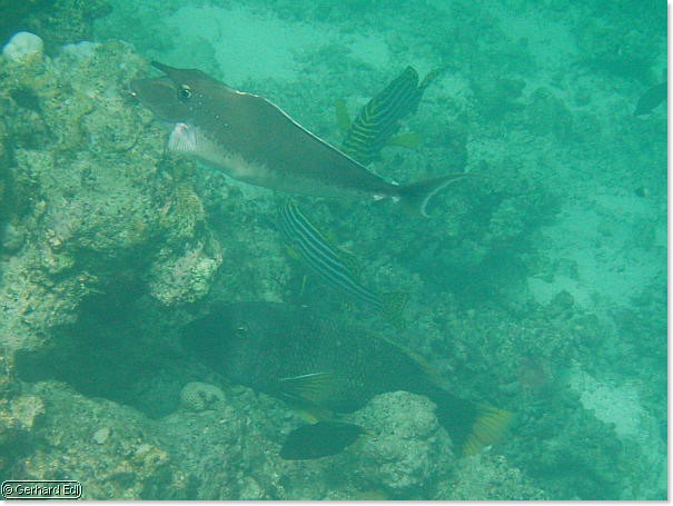 fische_255.jpg