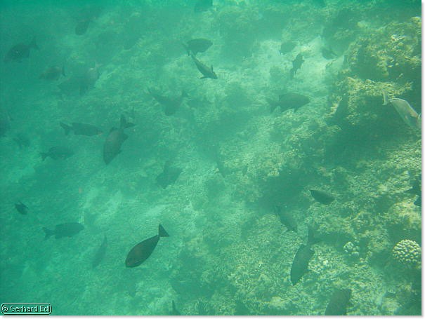fische_260.jpg