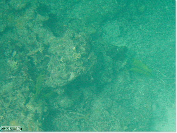 fische_262.jpg