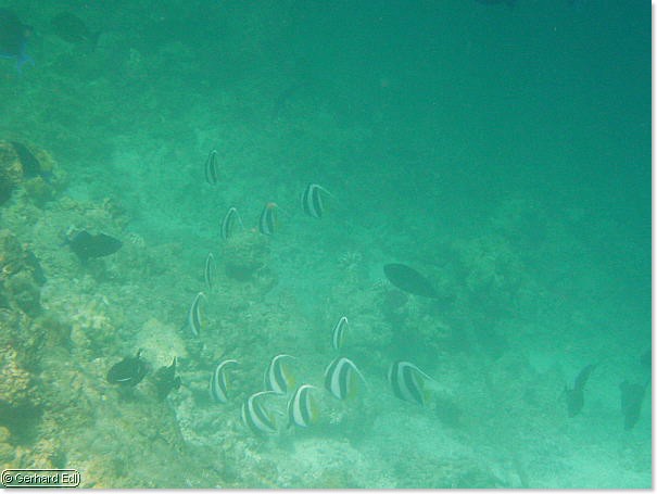 fische_270.jpg