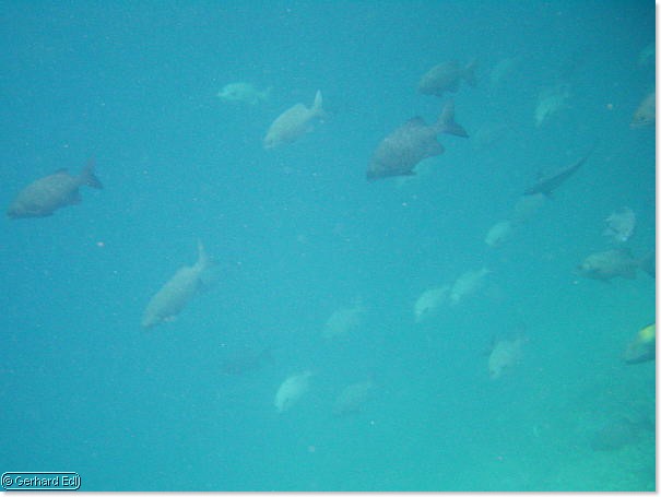 fische_276.jpg