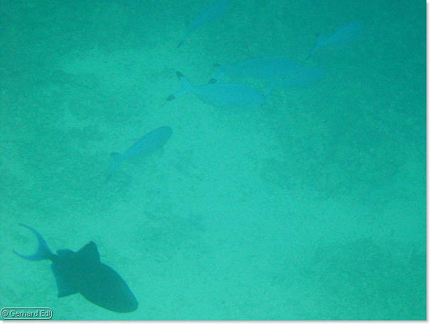 fische_278.jpg