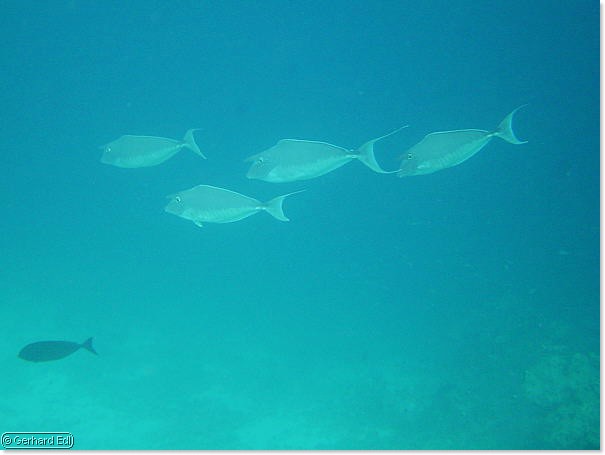 fische_282.jpg