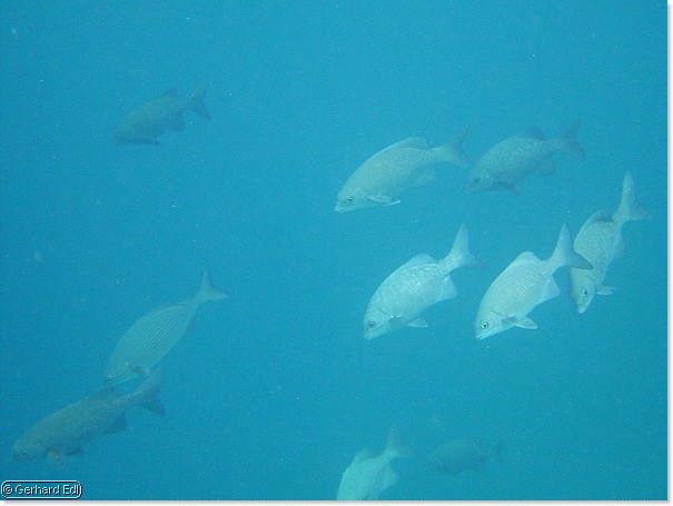 fische_283.jpg