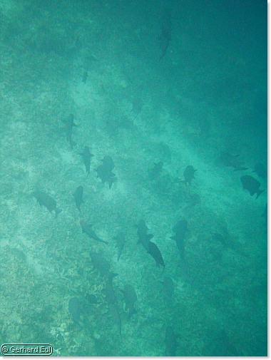 fische_284.jpg