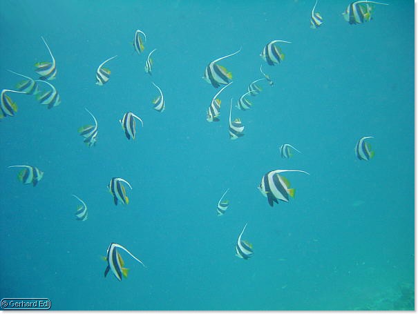 fische_290.jpg