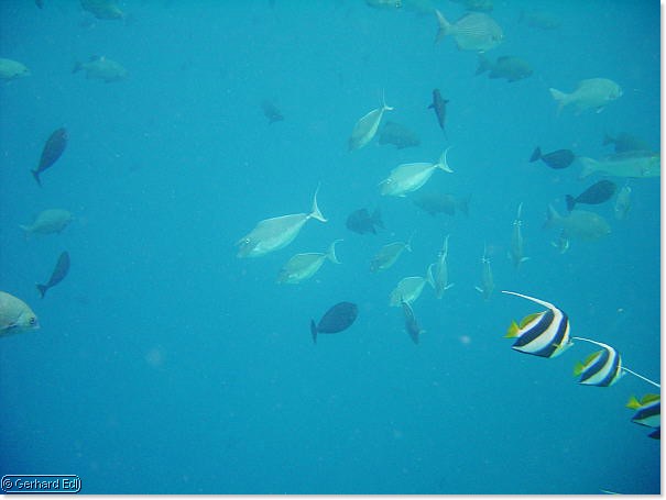 fische_295.jpg