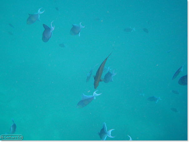 fische_301.jpg