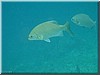 fische_162.jpg