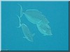 fische_168.jpg