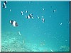 fische_207.jpg