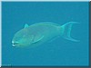 fische_209.jpg
