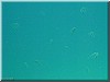 fische_213.jpg