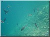 fische_229.jpg