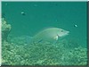fische_241.jpg