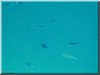fische_244.jpg