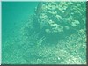 fische_248.jpg