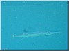 fische_291.jpg