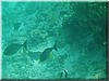 fische_292.jpg