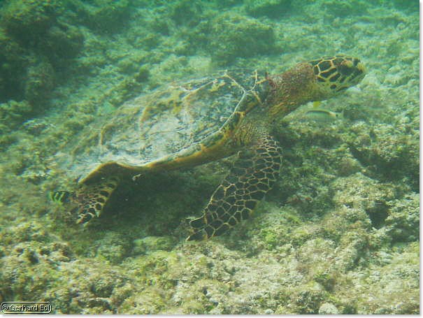 fische_002.jpg