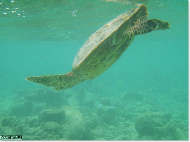 fische_003.jpg