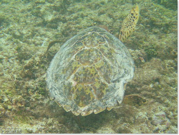 fische_004.jpg