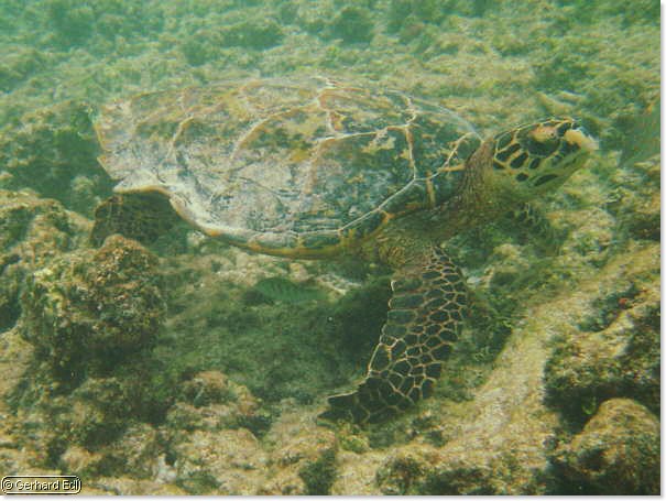 fische_005.jpg