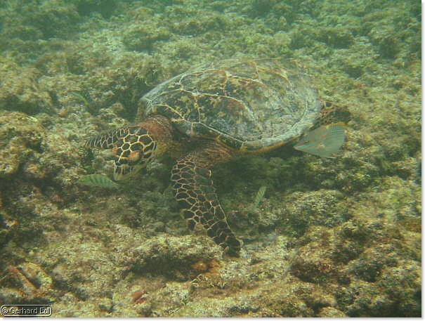 fische_007.jpg