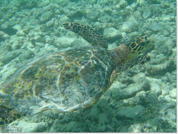 fische_017.jpg