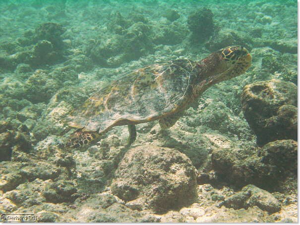fische_018.jpg