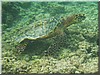 fische_002.jpg