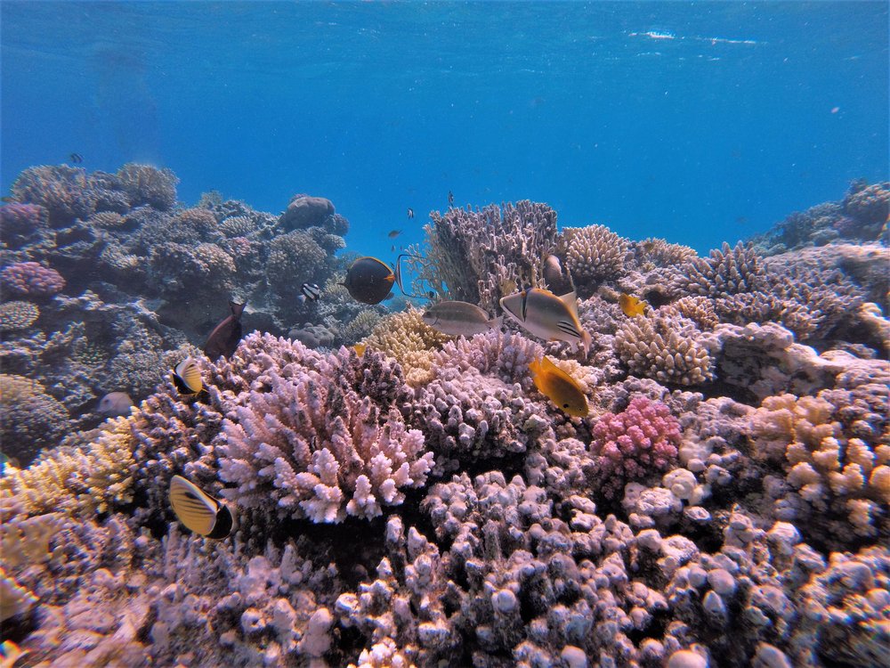 GOPR2438a.jpg