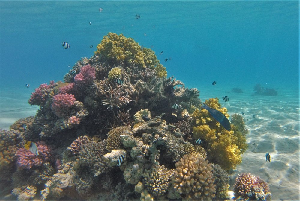 GOPR3875a1.jpg