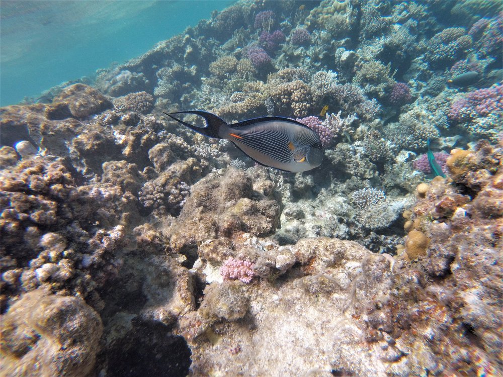 GOPR3951a.jpg