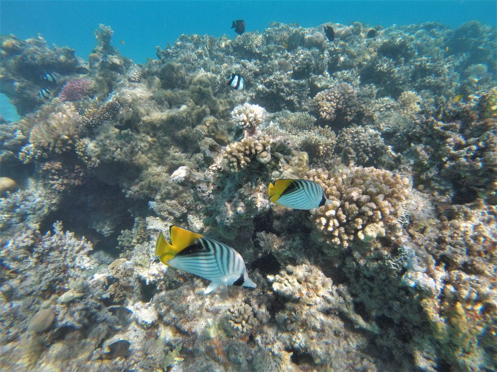 GOPR4203a.jpg