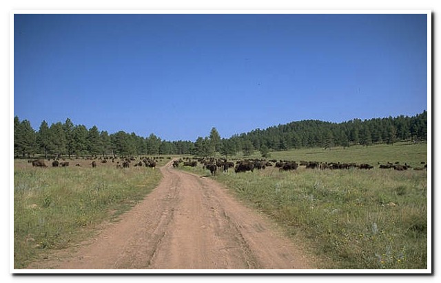 Custer State Park, South Dakota
