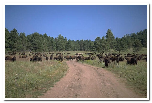Custer State Park, South Dakota
