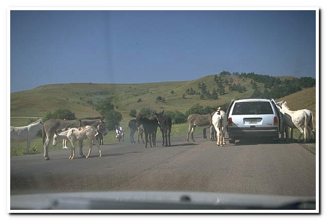 Custer State Park, South Dakota
