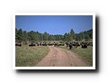 Custer State Park, South Dakota
